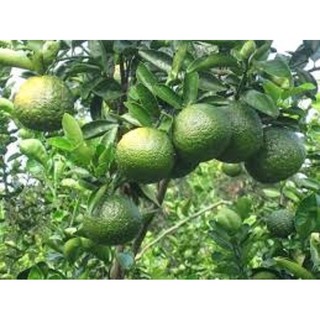 Cây giống CAM SÀNH Miền Bắc