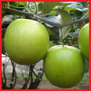 CÂY GIỐNG TÁO ĐẠI (ĐẠI TÁO)
