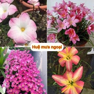 Củ huệ mưa - củ tóc tiên đủ màu hoa