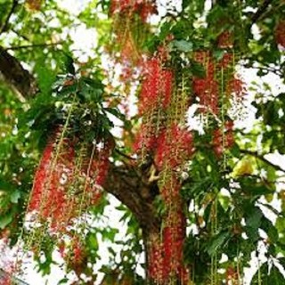 Hạt Giống Cây Lộc Vừng Hoa Đỏ (Gói 5 Hạt) -[ Mua 5 tặng 1 cùng loại - Hoa đẹp, Thơm ngát]