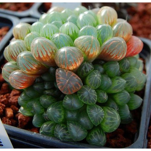 20 Hạt giống Sen đá Kim cương