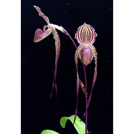 Hoa lan hài râu Chơi tết