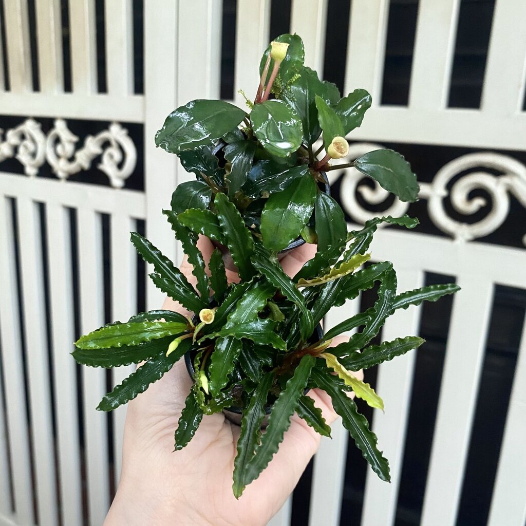 Cây Thủy Sinh Bucep Tím | Bucephalandra TM