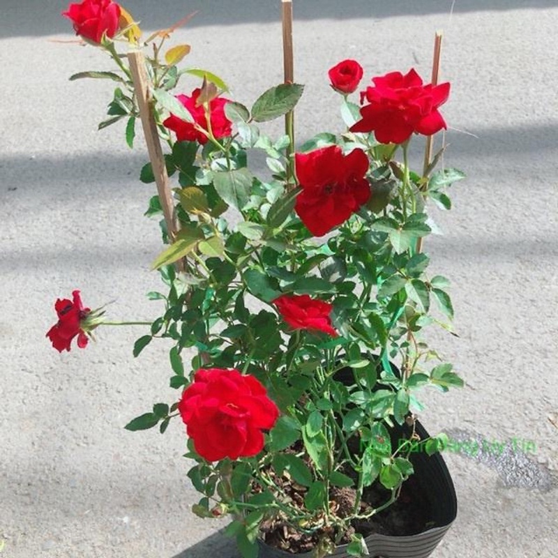 Hoa hồng siêu bông cây trồng bầu C8 cao khoảng 30 cm tượng trưng cho tình yêu vĩnh hằng, mối tình cảm cao quý và sâu đậm