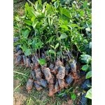 5 CÂY CHÈ XANH TRỒNG UỐNG NƯỚC( CÂY 35-45CM)