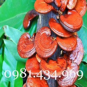 Nấm Linh Chi Rừng Nguyên Cây Khô 01KG loại 01