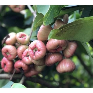 CÂY GIỐNG MẬN ĐÀO ĐÁ SỌC
