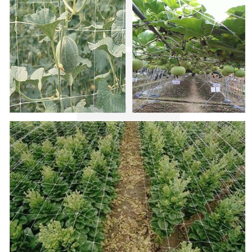 1 Lưới Trồng Cây Thân Leo Chịu Được Sức Nặng Tiện Dụng