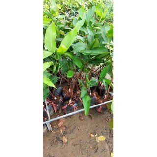Cây mận an phước (cây chiết) siêu sớm (trồng chậu) (cây giống chi lăng 47)