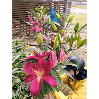 Củ ly kép, ly cao thơm Hà Lan (tặng kèm phân)