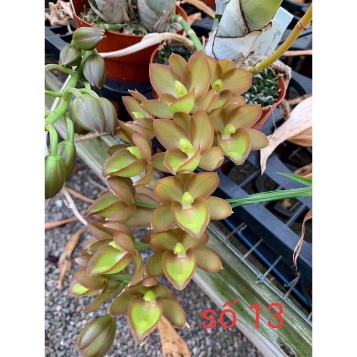 Củ hoa địa Lan luân HOA TẾT