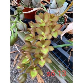 Củ hoa địa Lan luân(1 củ to) HOA TẾT