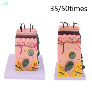 Mô hình giải phẫu da người 35 / 50 giờ