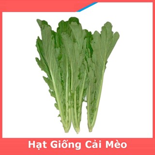 Hạt giống rau cải mèo hà giang - dễ trồng dễ chăm sóc, năng suất cao