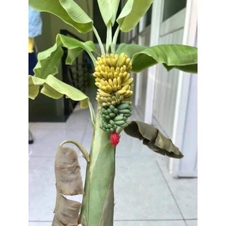 Cây chuối cảnh mini (chuẩn giống chuối mini) (được kiểm tra hàng có bảo hành)