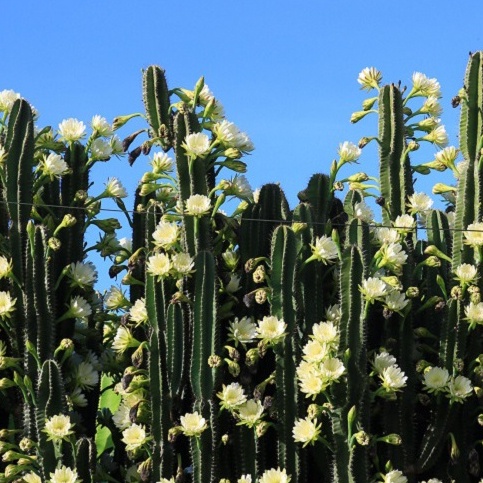 Cây Xương Rồng Trụ Pillar Cactus 10-60cm Trang Trí Sân Vườn Siêu Đẹp.