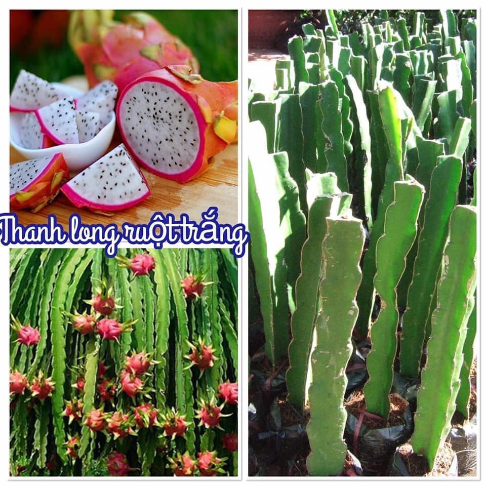 CÂY GIỐNG THĂNG LONG RUÔT TRẮNG [ CƠM DÀY - VỎ MỎNG ]; [freeship xtra shopee]