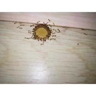 Thuôc Diệt Kiến Gián Sinh Học hiêu quả (5 lọ)