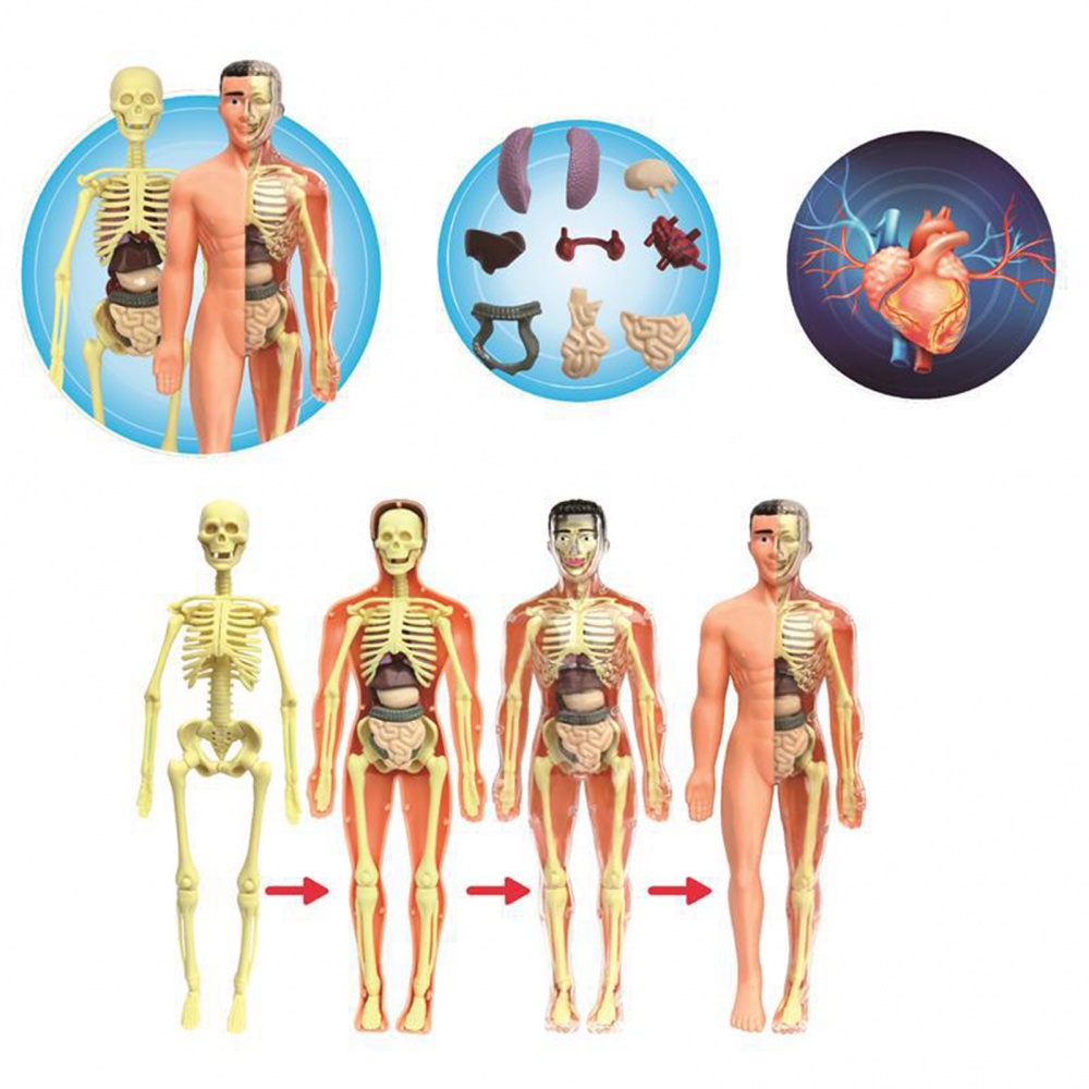 HUMAN BODY MODEL 28CM ANATOMY DISPLAY ORGAN ASSEMBLY HUMAN SKELETON SET SCIENCE SAINS MODEL
