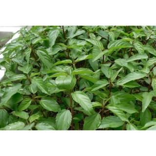 Hạt giống Rau Đay Đỏ dễ trồng (20g)
