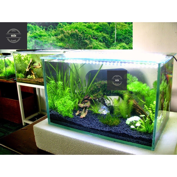 Hồ Kính Đúc Uốn cong 2 góc Kích thước: 45*28*30cm kèm bộ 10 phụ kiện trang trí