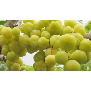 Cây Chùm Ruột Ngọt Siêu Trái (cây giống chi lăng 47)