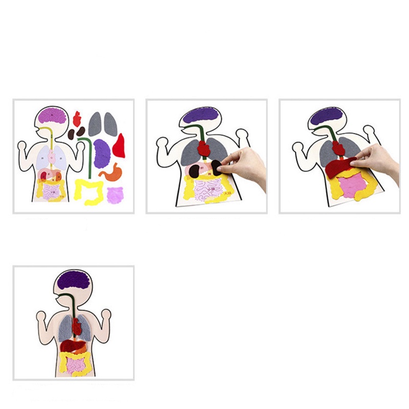 Mô Hình Cơ Thể Người Giáo Dục Khoa Học Cho Bé