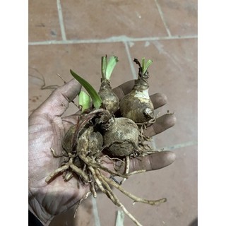 củ huệ hoa đỏ