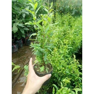 Cây Giống Lựu Đỏ Ấn Độ (được kiểm tra hàng có bảo hành)