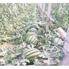 10 Hạt giống dưa hấu không hạt ( dưa hấu mặt cười khổng lồ - dưa hấu mặt cười)