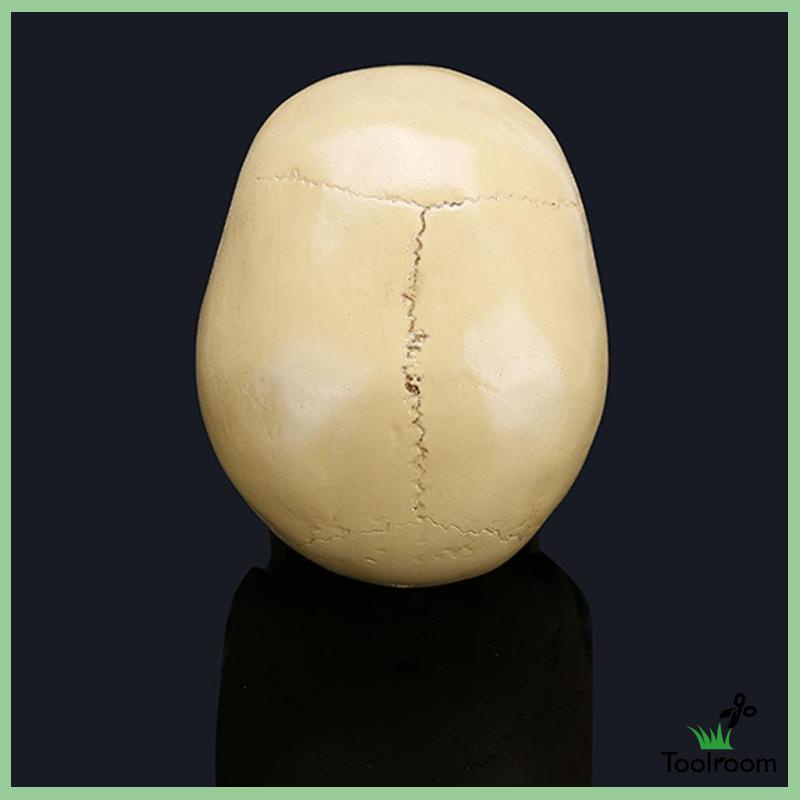 Mô Hình Đầu Lâu Phong Cách Gothic Trang Trí Nhà Cửa