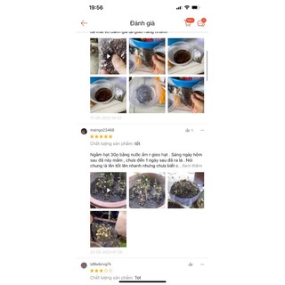 Hạt giống hoa chuông gió(1 gói 200h đủ màu)