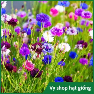 Hạt giống hoa thanh cúc - Centaurea Cyanus gói 100 hạt