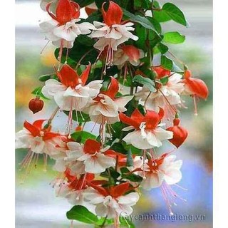 (GIÁ SỈ) CÂY HOA LỒNG ĐÈN