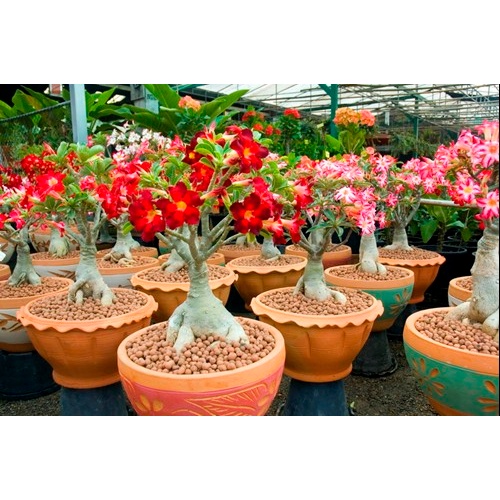 HẠT ĐẤT NUNG POOPER Siêu hút thấm nước, trang trí rải bề mặt đất kiểm soát dinh dưỡng cho sen đá, xương rồng