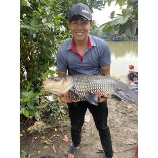 Cám Tanh Câu Cá, Cám Thơm EWF Dành Cho Câu Cá Phi, Chép