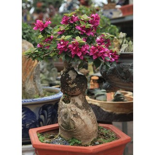 Phôi gốc Hoa giấy Mỹ bonsai