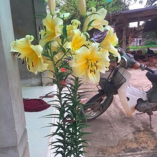 Củ ly kép, ly cao thơm Hà Lan (tặng kèm phân)