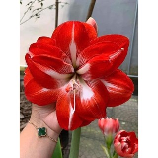 Củ hoa huệ kép