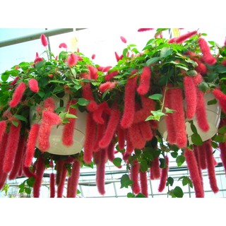Hạt giống hoa leo đuôi chồn (1 gói)