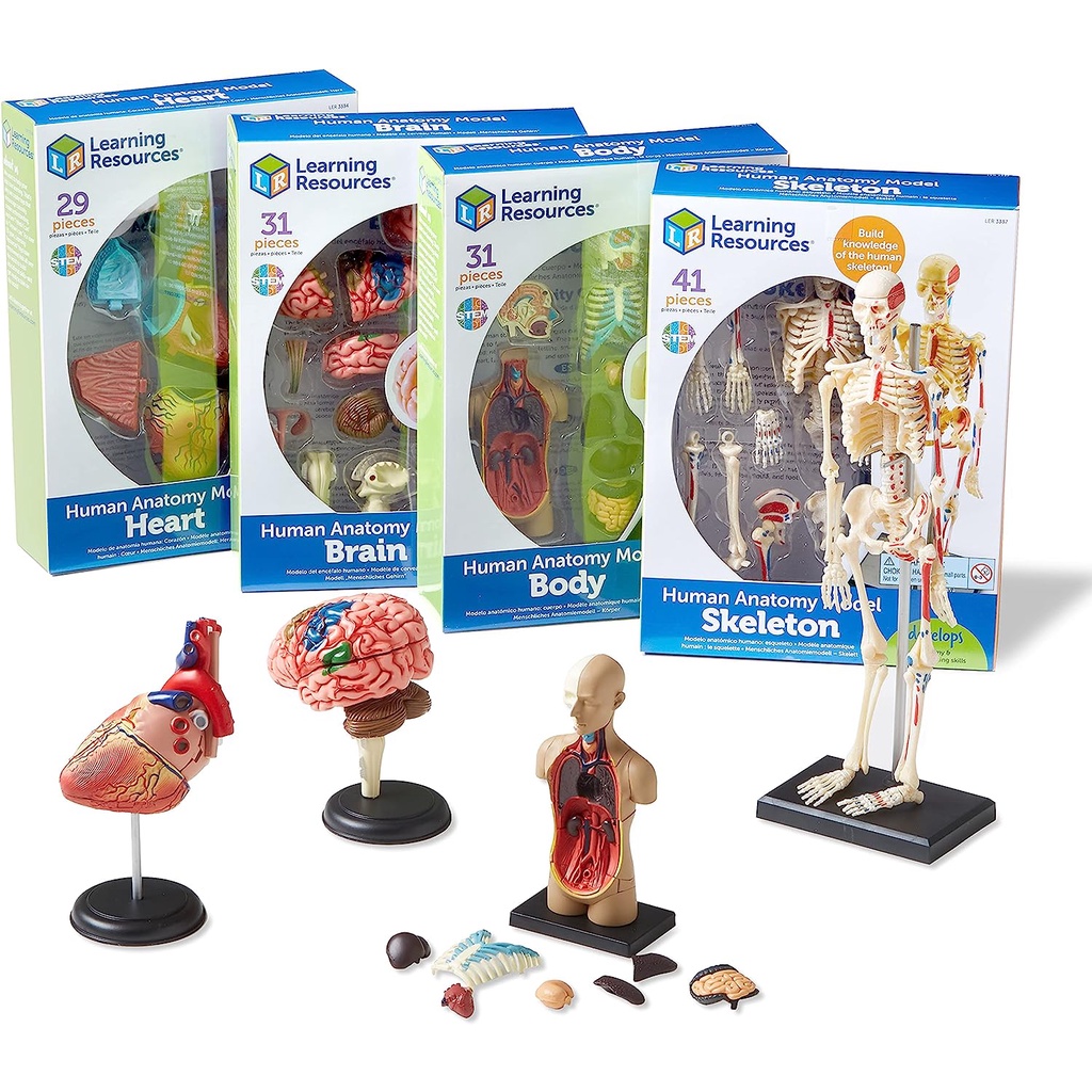 HUMAN BODY ANATOMY SKELETON & ORGAN DIY ASSEMBLY STEM STEAM SCIENCE EXPERIMENT KIT