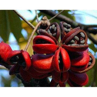 1 KG HẠT GIỐNG CÂY MỦ TRÔM [ Hạt đẹp tuyển chọn bao nảy mầm ] [G HN]