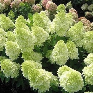 Củ hoa cúc Cẩm cầu đổi màu hoa tết(sét 10củ mix màu)