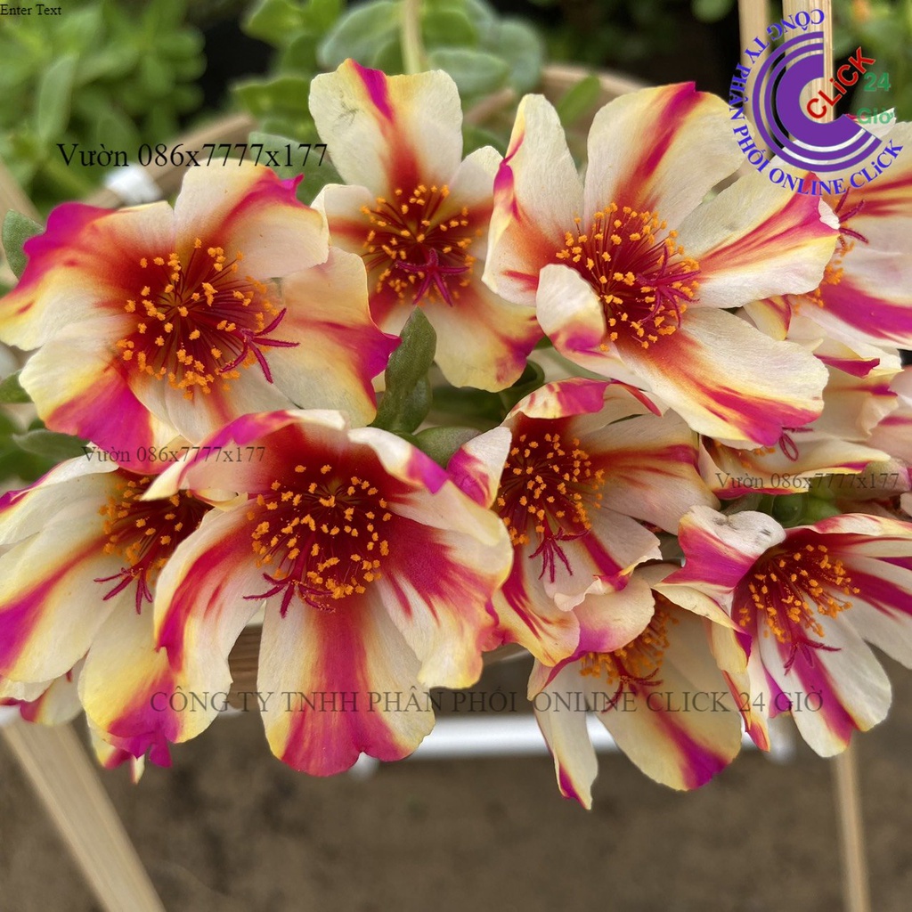 Cành Giống Hoa Màu 118 Hoa Mười Giờ Sam Sọc Siêu thị KM