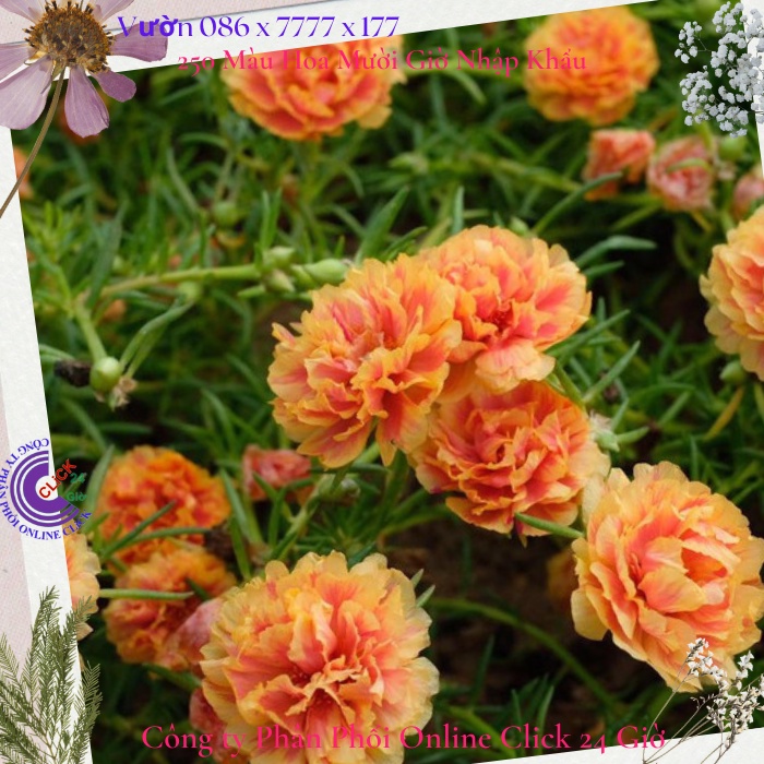 Hoa Mười Giờ Thái Kép Màu Vàng Mật Ong Cành Giống Bộ Sưu Tập Hơn 30 Màu Tiểu Hoa Hồng