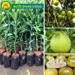 Cây giống Bưởi Đoan Hùng, Cây giống đặc sản mang lại hiệu quả kinh tế cao, giống khỏe chịu sâu bệnh tốt