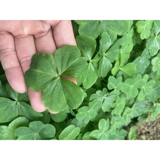 cỏ may mắn 4 lá hoa đỏ (me chua hoa đất hoa đỏ)