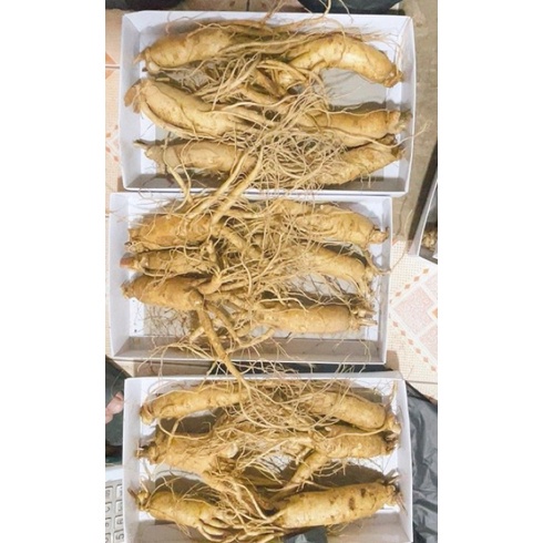 SÂM TƯƠI GÃY RỄ NGÂM MẬT ONG 4,5,6 CỦ/1kg