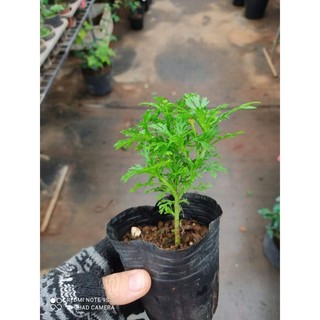 cúc hoạ mi vàng cánh kép ( thân gỗ)