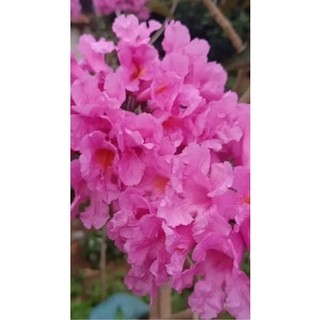 CÂY PHONG LINH TÍM,VÀNG, (CHUỒNG VÀNG NÚI)